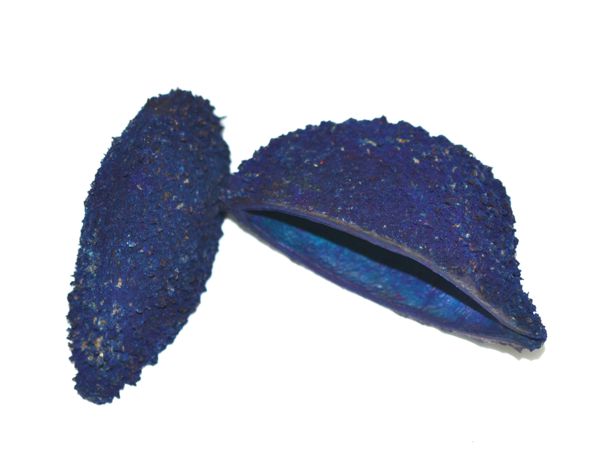 Casca bolsa de pastor colorida (grande) - Azul (unidade)